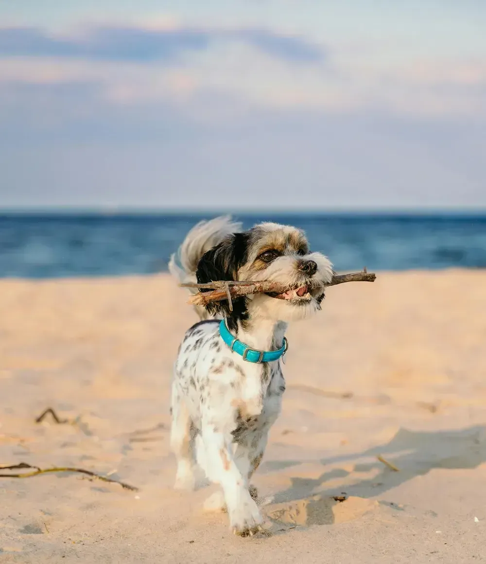 CUSTODIANS OF THE EARTH: THE MAGIC OF MAHEKAL BEACH RESORT AND ITS LEGACY OF CONSERVATION