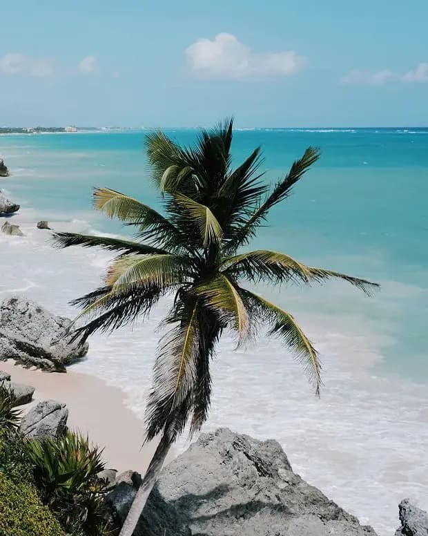 Palmera sobre una playa de aguas turquesa y rocas cerca de Playa del Carmen