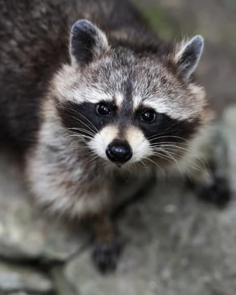 Mapache observando de cerca entre las rocas