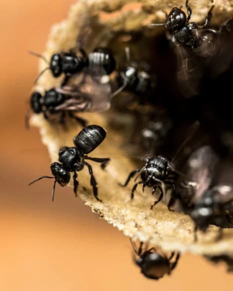 Abejas meliponas en su colmena
