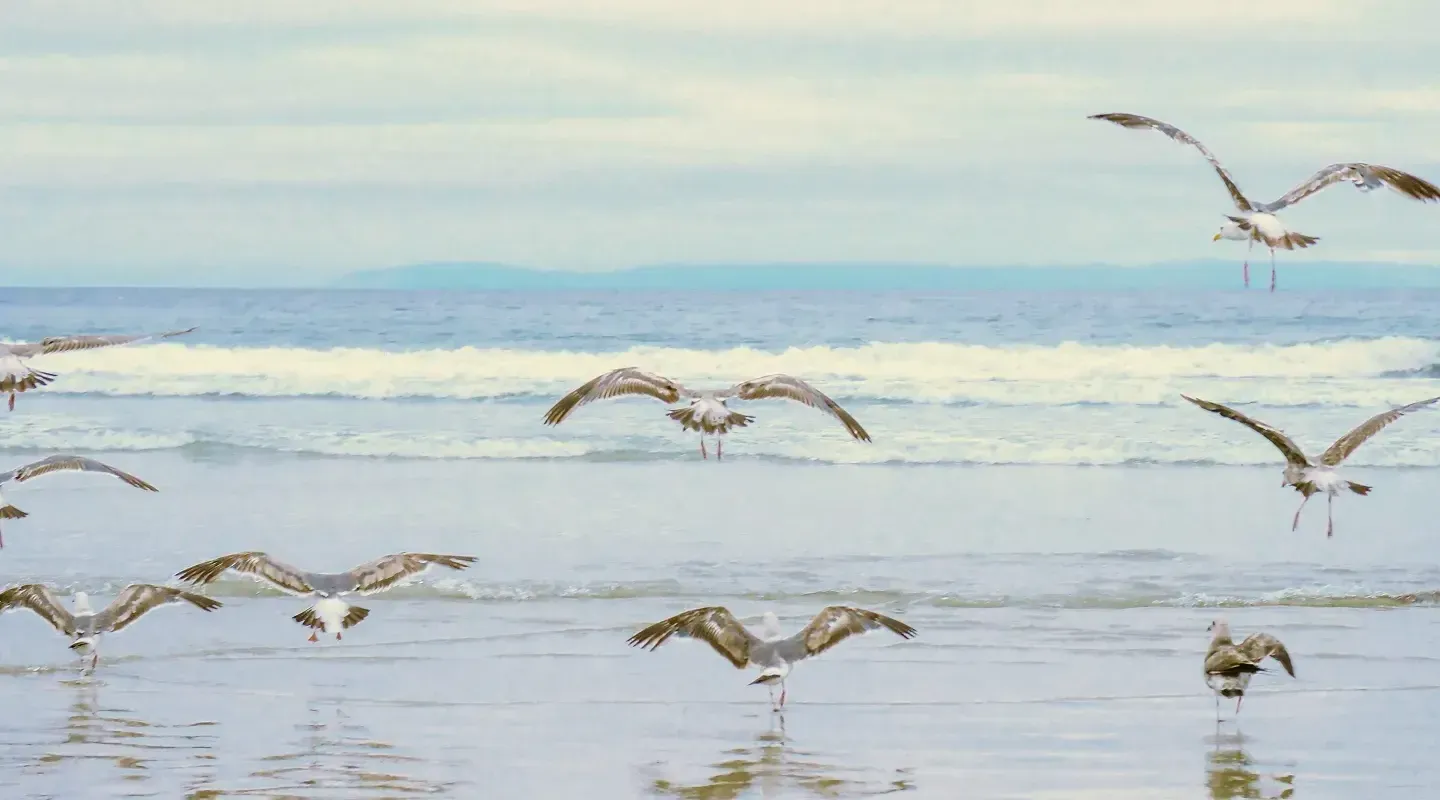 Custodios de la Tierra: La Magia de Mahekal Beach Resort y su Legado de Conservación